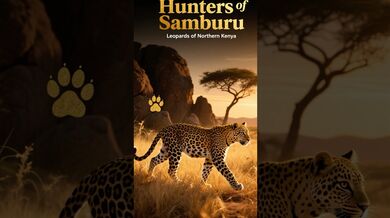 Funny Shorts for Secret Hunters of Samburu | Beast Challenge Stories