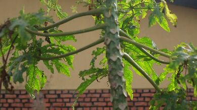 Papaya Leaf Damage Explained | Beast challenge Stories