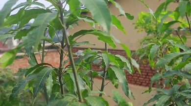 DIY Mango Tree Propagation At Home | Beast challenge Stories