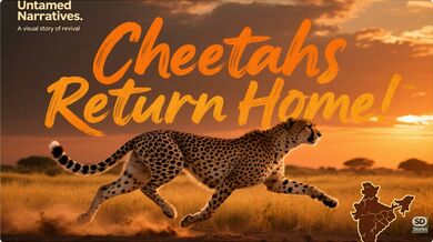 Return of the Cheetah to India | Beast challenge Stories