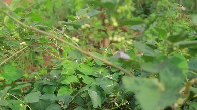 Best Spice Ever and Medicine Plant| Beast challenge Stories