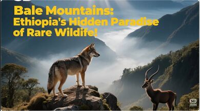 Bale Mountains: Ethiopia | Beast challenge Stories