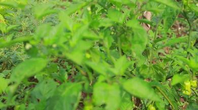 Chili Pepper Plants That Produce More Than You Can Handle| Beast challenge Stories