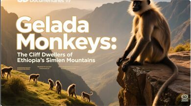 Gelada Monkeys: Ethiopia | Beast challenge Stories
