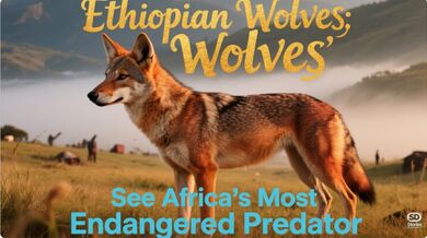Ethiopian Wolves | Beast challenge Stories
