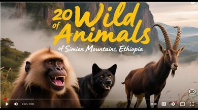 20 Animals of Simien Mountains | Beast challenge Stories