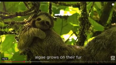 15 Animals of Manuel Antonio | Beast challenge Stories