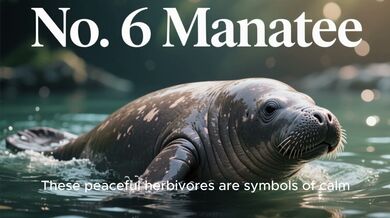 10 Unique Animals in Belize | Beast challenge Stories