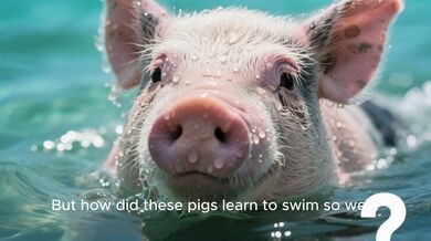 Bahamas: Swimming Pigs, | Beast challenge Stories