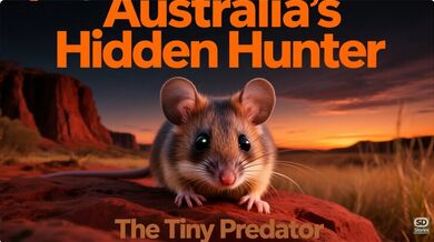 Kakadu Dunnart in Australia | Beast challenge Stories