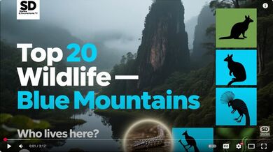 20 Animals in Blue Mountains | Beast challenge Stories