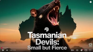 Tasmanian Devils: | Beast challenge Stories