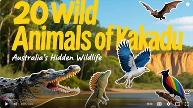20 Animals of Kakadu | Beast challenge Stories