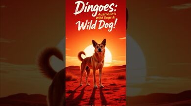 Funny Shorts for Dingoes | Beast Challenge Stories