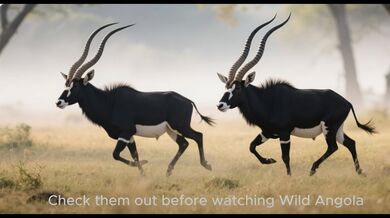 Angola: 9 National Parks | Beast challenge Stories