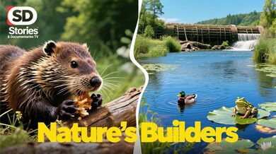 Beavers: Nature’s Builders | Beast challenge Stories