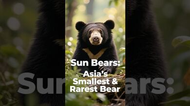 Funny Shorts for Sun Bears | Beast Challenge Stories