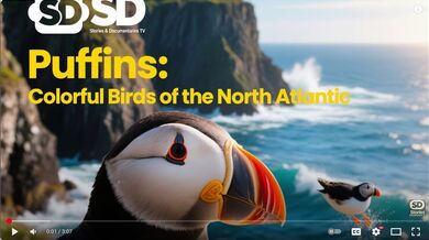 Puffins: Colorful Birds | Beast challenge Stories