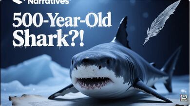 500-Year-Old Shark | Beast challenge Stories