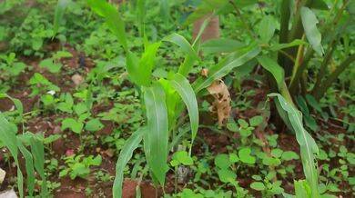 What is the Plant in this Plantation| Beast challenge Stories
