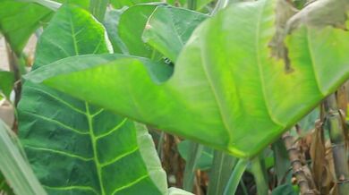 Leave the Name of this Plant in Comment Section | Beast challenge Stories