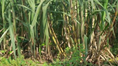 You've Never Seen a Sugarcane Farm Like This Before. Go in comment section | Beast challenge Stories