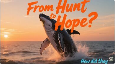 Humpback Whale’s | Beast challenge Stories