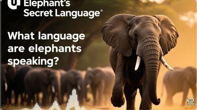 Language of Elephants | Beast challenge Stories