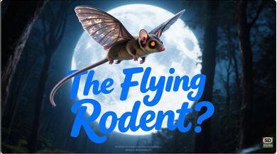Sugar Gliders: ‘Flying’ Rodents | Beast challenge Stories
