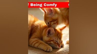 Ginger Kittens The Art of Being Comfy | Beast Challenge Stories