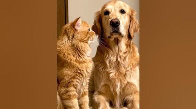 Funny Shorts for Cat Slaps Dog | Beast Challenge Stories