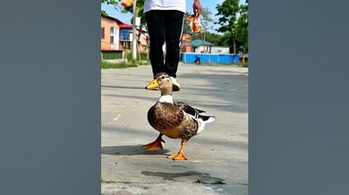 Funny Shorts for Duck and snacks | Beast Challenge Stories