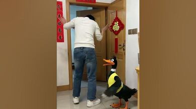 Funny Shorts for Duck chases snacks | Beast Challenge Stories
