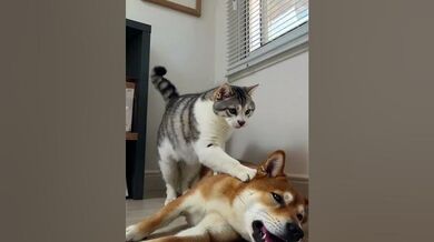Funny Shorts for Cat slaps dog for breathing too loud | Beast Challenge Stories