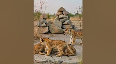 Funny Shorts for Lion Cubs Playing | Beast Challenge Stories