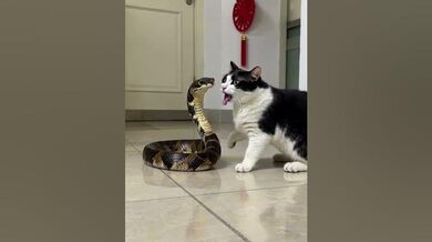 Funny Shorts for Fight: Cat vs Snake | Beast Challenge Stories