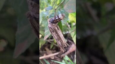 Funny Shorts for Insects | Beast Challenge Stories
