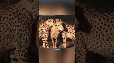 Trois guépards n'ont jamais oublié leur mère#shortvideo #shorts